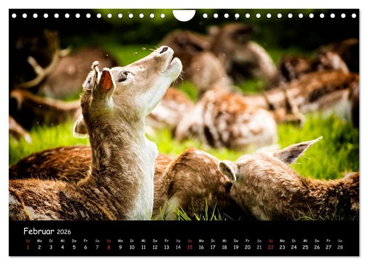 Produktbild: Rehe und Hirsche in freier Natur (Wandkalender 2026 DIN A4 quer), CALVENDO Monatskalender