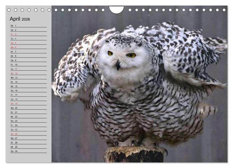Produktbild: Eulen. Gefiederte Weisheit (Wandkalender 2026 DIN A4 quer), CALVENDO Monatskalender