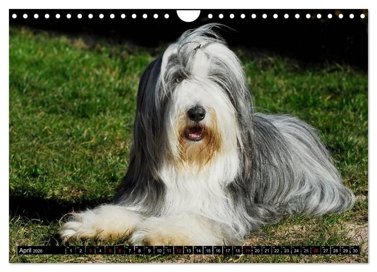 Produktbild: Liebenswerter Clown Bearded Collie (Wandkalender 2026 DIN A4 quer), CALVENDO Monatskalender