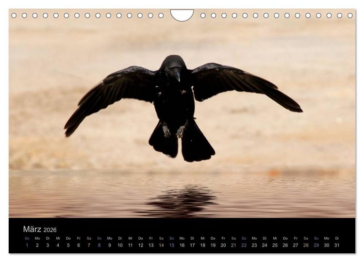 Produktbild: Rabenschwarze Impressionen - meike-ajo-dettlaff.de via wildvogelhlfe.org (Wandkalender 2026 DIN A4 quer), CALVENDO Monatskalender