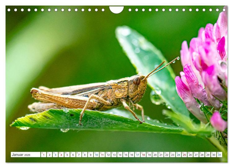 Produktbild: Kleines ganz gro&szlig; - Makrofotografie (Wandkalender 2026 DIN A4 quer), CALVENDO Monatskalender