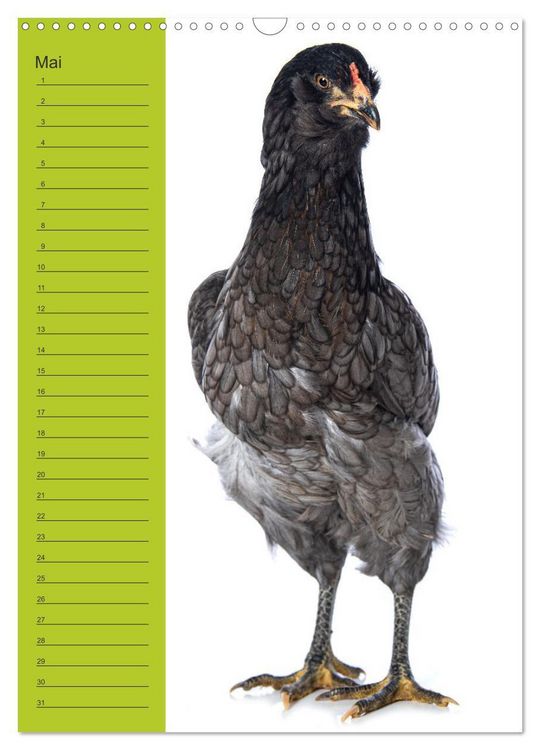 Produktbild: Kunterbunte H&uuml;hner Truppe (Wandkalender 2026 DIN A3 hoch), CALVENDO Monatskalender