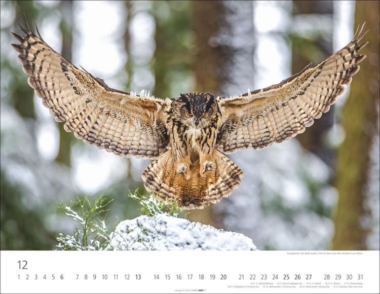Produktbild: Eulen Kalender 2026