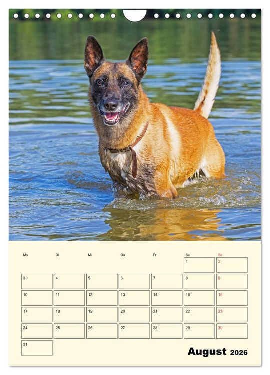 Produktbild: Familienplaner Tausendsassa Malinois (Wandkalender 2026 DIN A4 hoch), CALVENDO Monatskalender