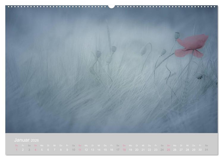 Produktbild: Zauber des Mohns (Wandkalender 2026 DIN A2 quer), CALVENDO Monatskalender