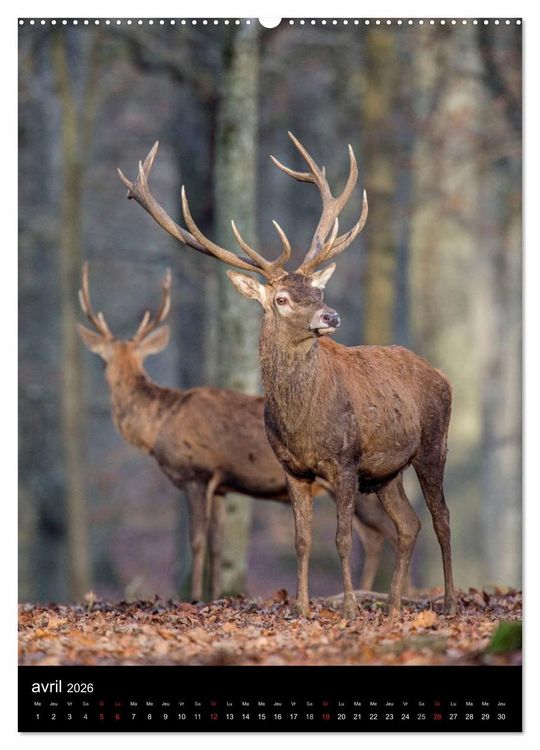 Produktbild: LE CERF EN FRANCE (Calendrier mural 2026 DIN A2 horizontal) calendrier de bureau