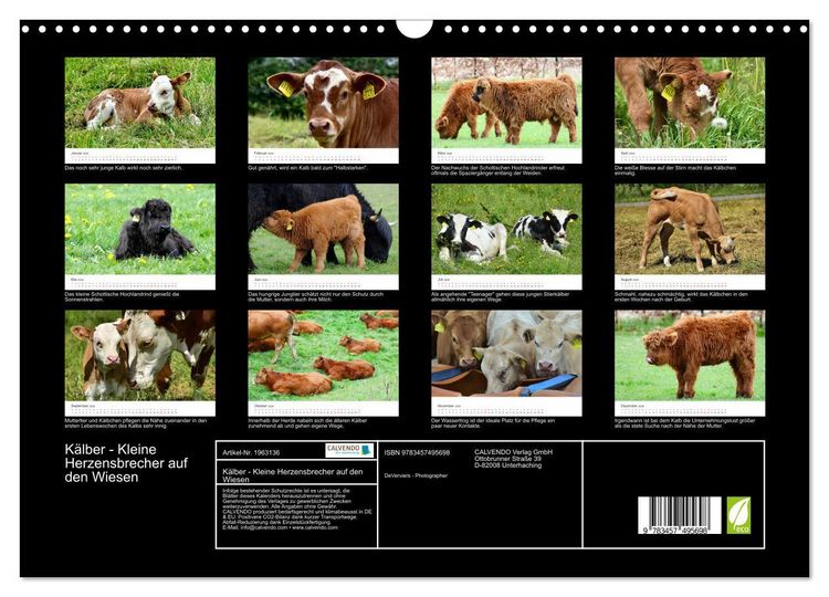 Produktbild: K&auml;lber - Kleine Herzensbrecher auf den Wiesen (Wandkalender 2026 DIN A3 quer), CALVENDO Monatskalender