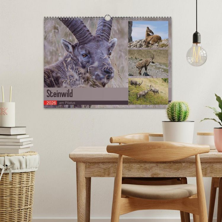 Produktbild: Steinwild am Pilatus (Wandkalender 2026 DIN A3 quer), CALVENDO Monatskalender