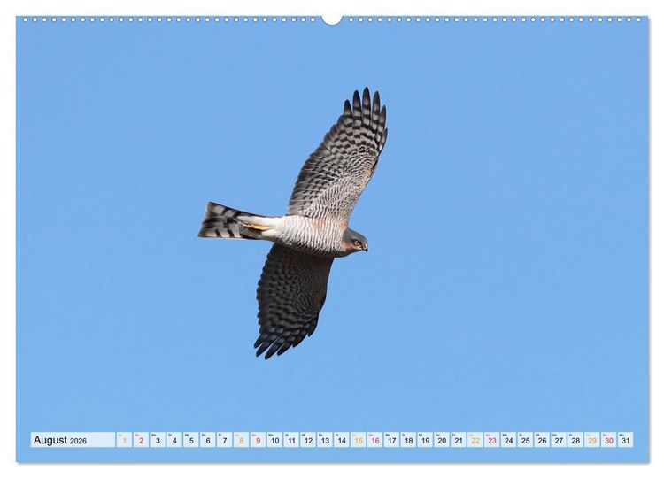 Produktbild: Spitze Krallen und scharfer Blick - Verhalten Sperber (hochwertiger Premium Wandkalender 2026 DIN A2 quer), Kunstdruck in Hochglanz