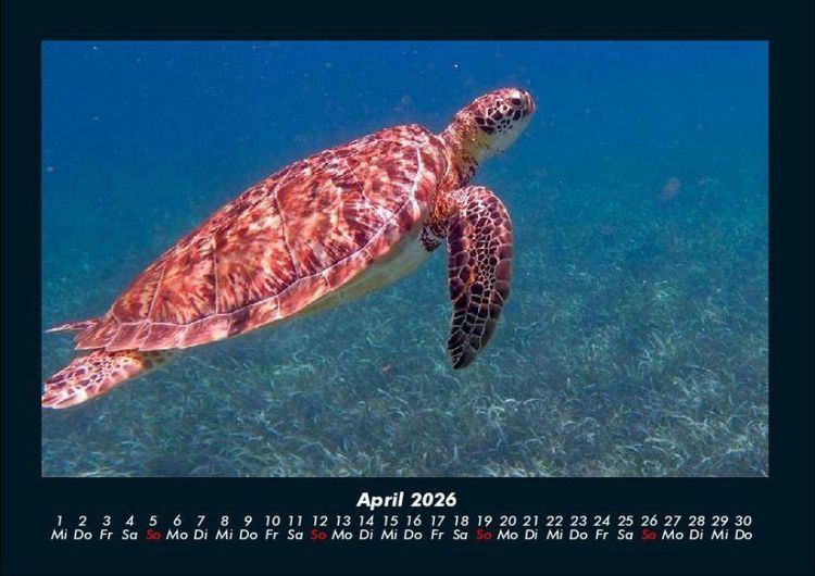 Produktbild: Schildkr&ouml;tenzauber 2026 Fotokalender DIN A4