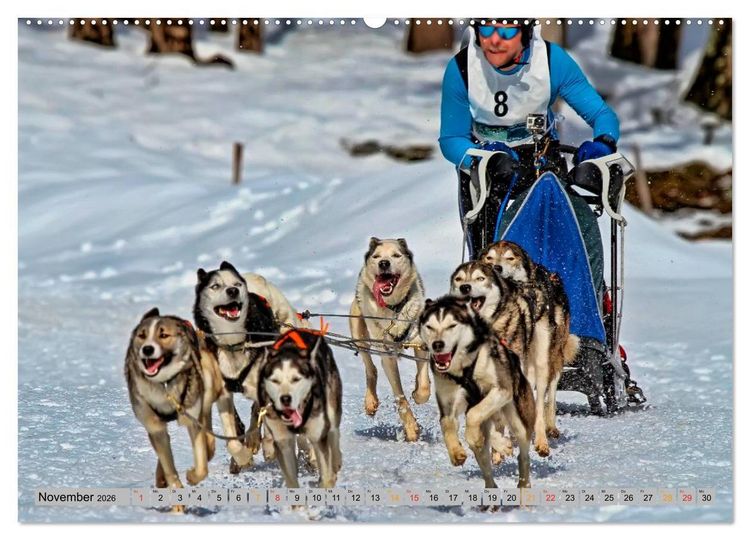 Produktbild: Huskies - Schlittenhunde (Wandkalender 2026 DIN A2 quer), CALVENDO Monatskalender