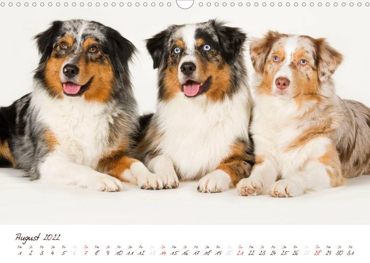 Produktbild: Wunderbare Australian Shepherds (Wandkalender 2022 DIN A3 quer)