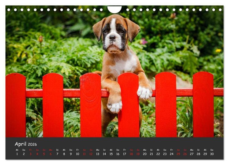 Produktbild: Wenn ich gro&szlig; bin werd' ich Boxer (Wandkalender 2026 DIN A4 quer), CALVENDO Monatskalender