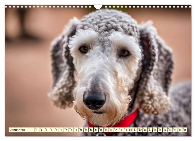 Produktbild: Bedlington Terrier - Hunde im Schafspelz (Wandkalender 2026 DIN A3 quer), CALVENDO Monatskalender