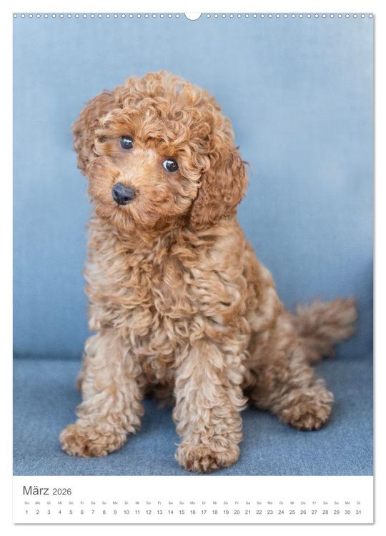 Produktbild: Maltipoo - Malteser - Pudel 2026 (Wandkalender 2026 DIN A2 hoch), CALVENDO Monatskalender