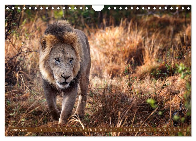 Produktbild: Lions of Southern Africa (Wall Calendar 2026 DIN A4 landscape), CALVENDO 12 Month Wall Calendar