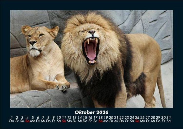 Produktbild: L&ouml;wen in der Wildnis 2026 Fotokalender DIN A5