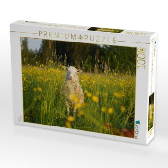 Produktbild: CALVENDO Puzzle Schaf | 1000 Teile Lege-Gr&ouml;&szlig;e 64x48cm Foto-Puzzle f&uuml;r gl&uuml;ckliche Stunden