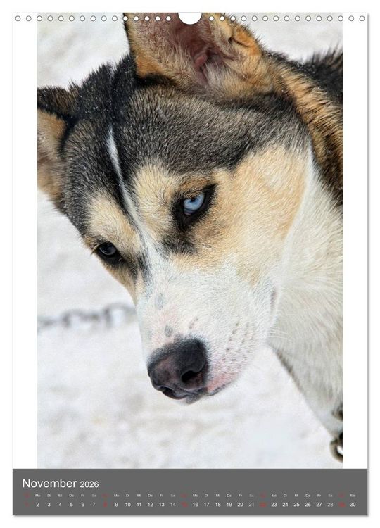 Produktbild: Huskies - Portraits im Schnee (Wandkalender 2026 DIN A3 hoch), CALVENDO Monatskalender