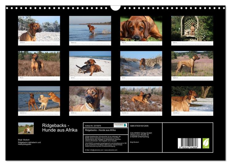 Produktbild: Ridgebacks - Hunde aus Afrika (Wandkalender 2026 DIN A3 quer), CALVENDO Monatskalender