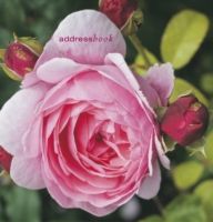 Produktbild: Garden Pocket Address Book