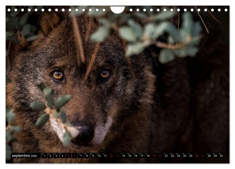 Produktbild: Le loup: l'esprit sauvage (Calendrier mural 2026 DIN A4 vertical), CALVENDO calendrier mensuel