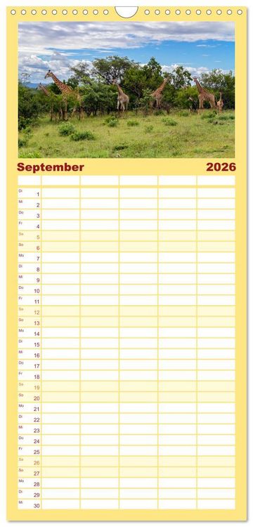 Produktbild: Familienplaner 2026 - Afrikas Tierwelt: Giraffen mit 5 Spalten (Wandkalender, 21 x 45 cm) CALVENDO