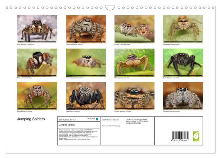 Produktbild: Jumping Spiders (Wall Calendar 2026 DIN A3 landscape), CALVENDO 12 Month Wall Calendar