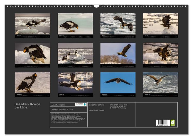 Produktbild: Seeadler - K&ouml;nige der L&uuml;fte (Wandkalender 2026 DIN A2 quer), CALVENDO Monatskalender