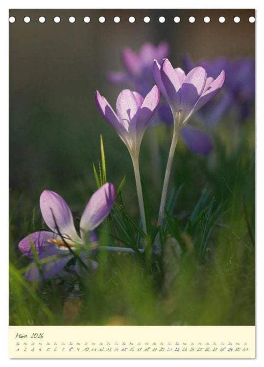 Produktbild: Bl&uuml;tenzauber im Garten (Tischkalender 2026 DIN A5 hoch), CALVENDO Monatskalender
