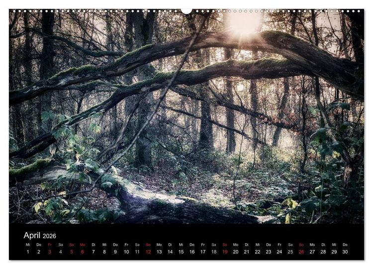 Produktbild: Mystische W&auml;lder (hochwertiger Premium Wandkalender 2026 DIN A2 quer), Kunstdruck in Hochglanz