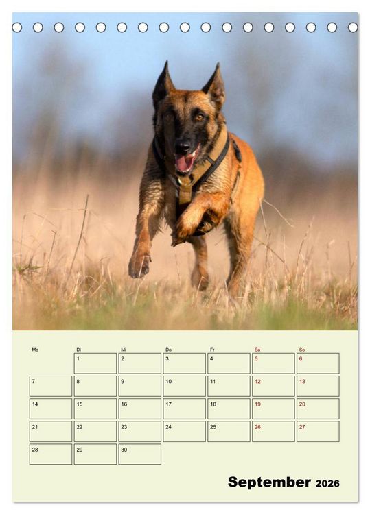 Produktbild: Malinois verl&auml;ssliche Begleiter (Tischkalender 2026 DIN A5 hoch), CALVENDO Monatskalender