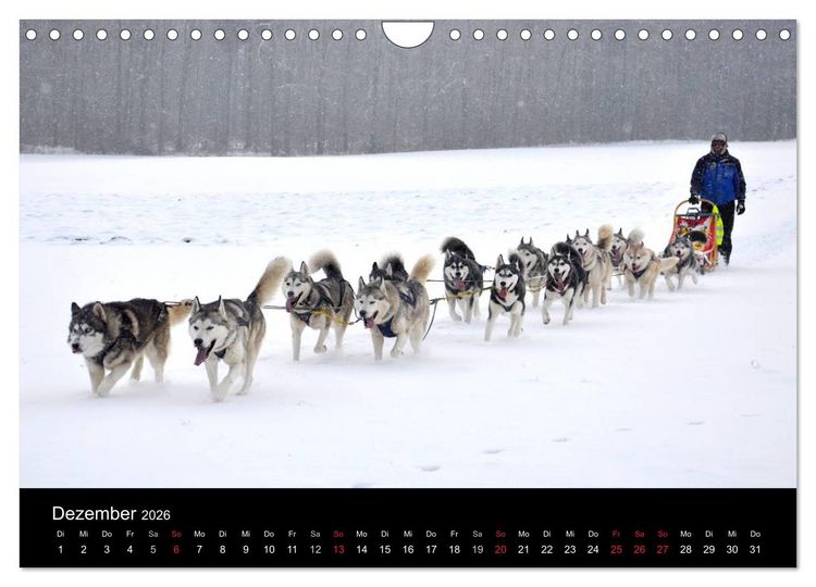 Produktbild: Sibirische Huskys aus Deutschland (Wandkalender 2026 DIN A4 quer), CALVENDO Monatskalender