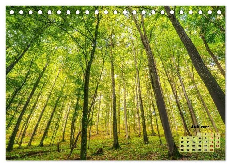 Produktbild: Waldspazierg&auml;nge: Entspannen - Kraft tanken - Besinnen auf sich selbst (Tischkalender 2027 DIN A5 quer), CALVENDO Monatskalender