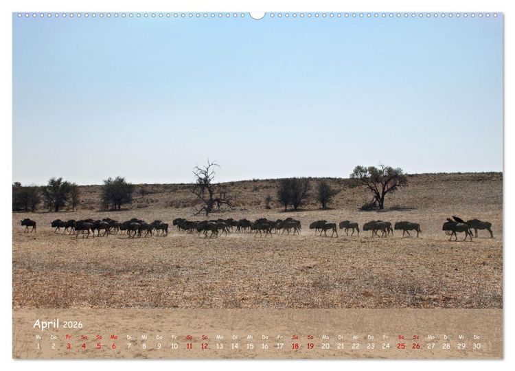 Produktbild: Kgalagadi - Fauna und Wildtiere in der Kalahari (Wandkalender 2026 DIN A2 quer), CALVENDO Monatskalender