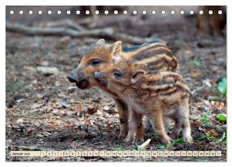 Produktbild: Unverwechselbar - Wildschwein (Tischkalender 2026 DIN A5 quer), CALVENDO Monatskalender