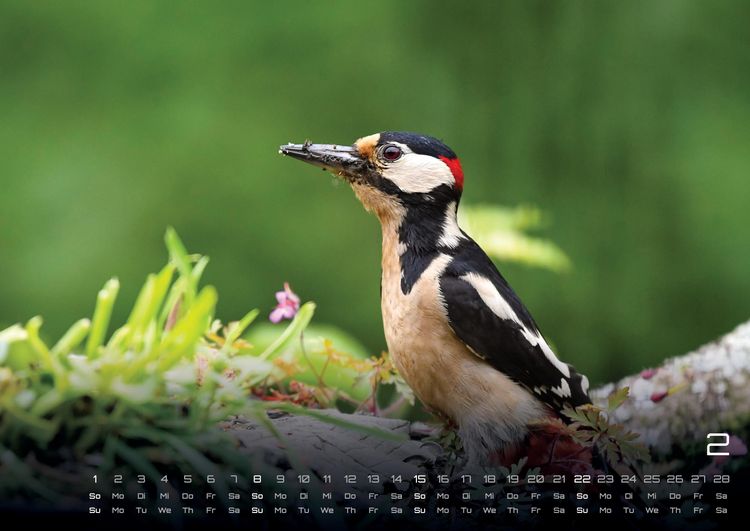 Produktbild: Waldtiere - Heimische Waldbewohner - Der Tierkalender - 2026 - Kalender DIN A2