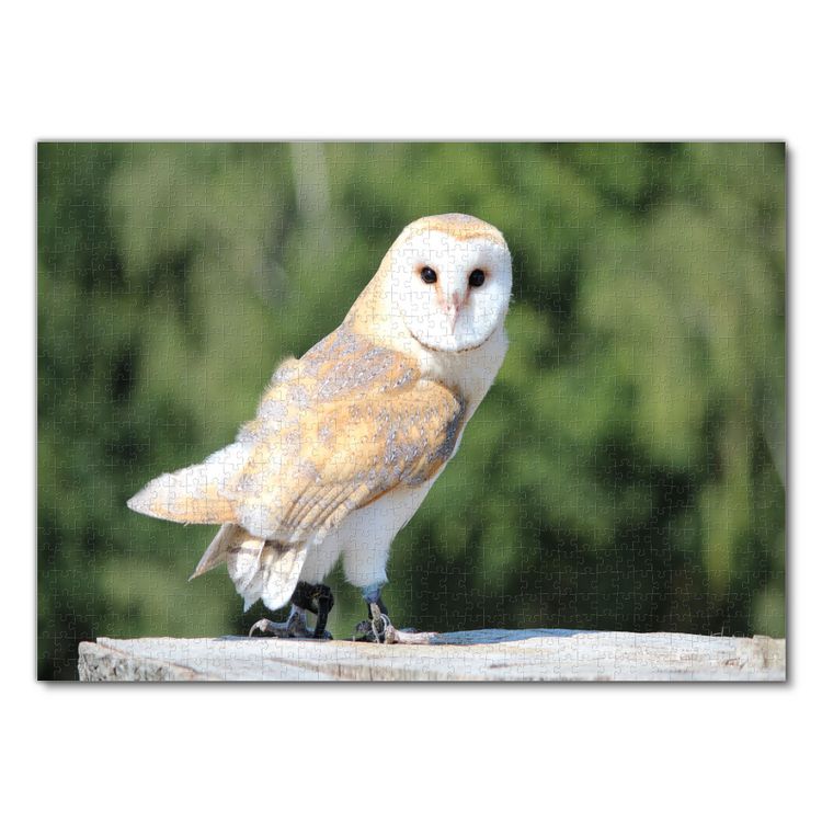 Produktbild: Lais Puzzle Schleiereule 1000 Teile