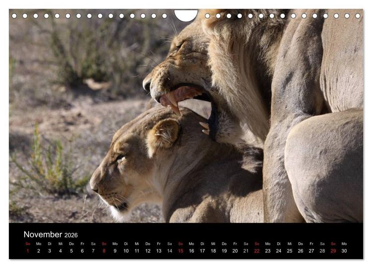 Produktbild: L&ouml;wen - K&ouml;nige der Tiere (Wandkalender 2026 DIN A4 quer), CALVENDO Monatskalender