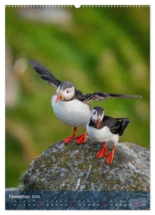 Produktbild: Naturerlebnis Puffin (hochwertiger Premium Wandkalender 2026 DIN A2 hoch), Kunstdruck in Hochglanz