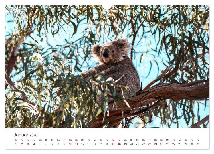 Produktbild: Knuffige Koalab&auml;ren (Wandkalender 2026 DIN A3 quer), CALVENDO Monatskalender