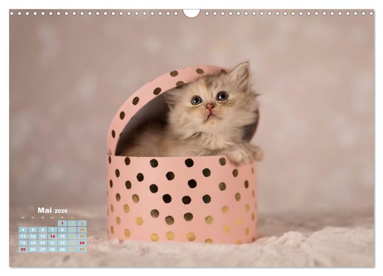 Produktbild: Die Kitten kommen. (Wandkalender 2026 DIN A3 quer), CALVENDO Monatskalender