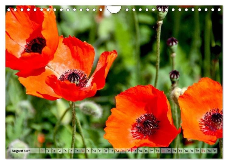 Produktbild: Voll Mohn (Wandkalender 2027 DIN A4 quer), CALVENDO Monatskalender