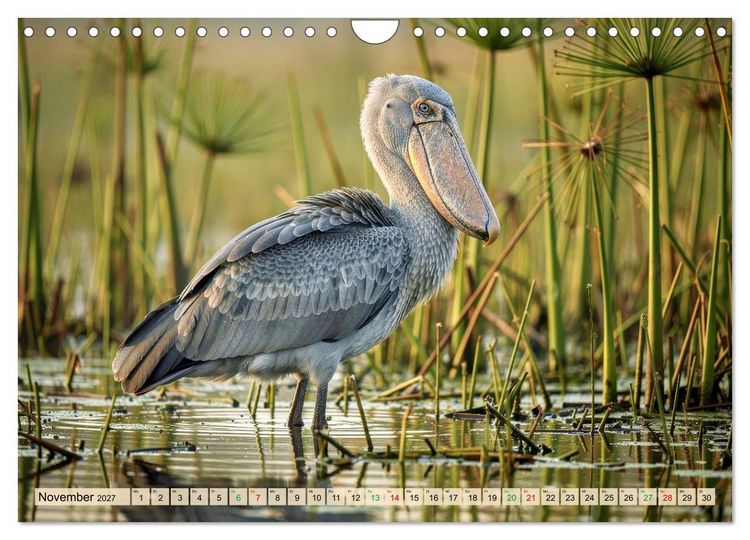 Produktbild: Schuhschnabel Vogel (Wandkalender 2027 DIN A4 quer), CALVENDO Monatskalender