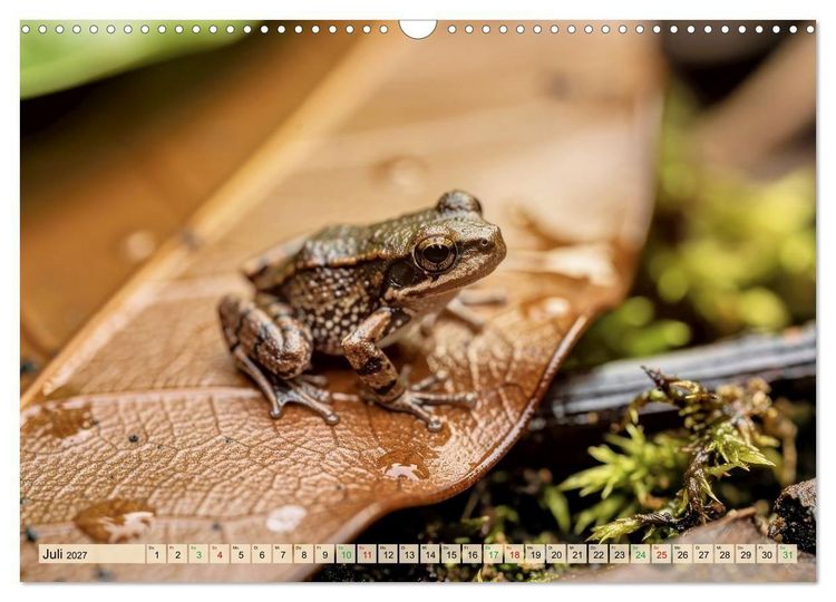 Produktbild: Die kleinsten Tiere - Weltweit (Wandkalender 2027 DIN A3 quer), CALVENDO Monatskalender