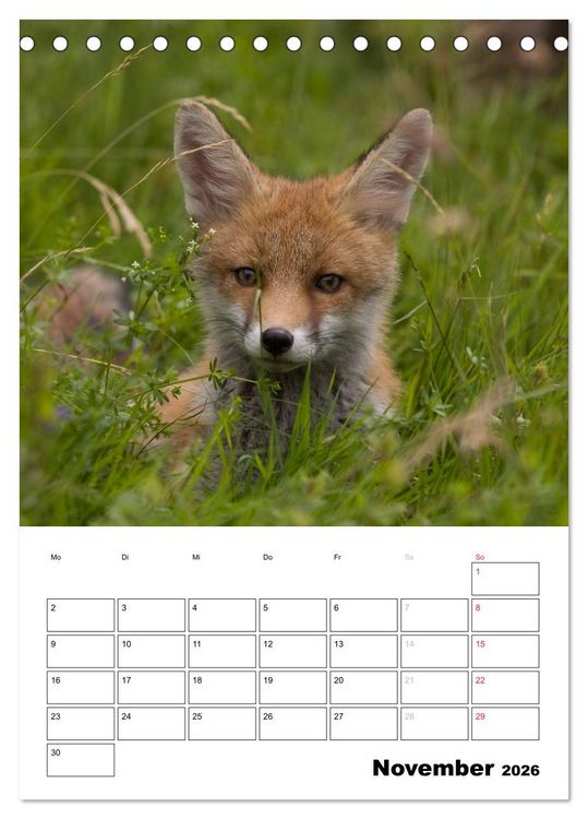 Produktbild: Rotfuchs - Impressionen (Tischkalender 2026 DIN A5 hoch), CALVENDO Monatskalender