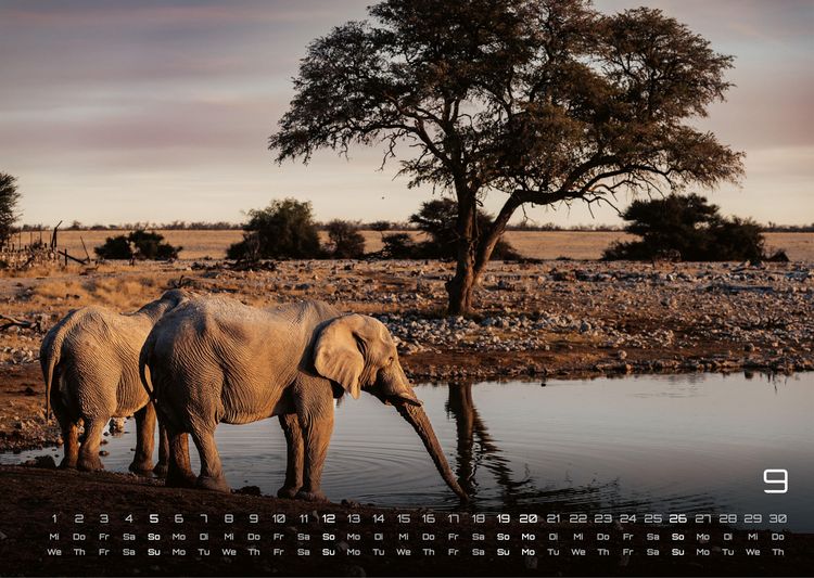 Produktbild: Elefanten - einzigartige Giganten - 2027 - Kalender DIN A3