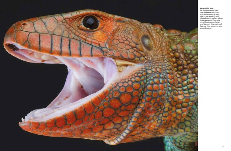 Produktbild: Crocodiles, Alligators & Lizards