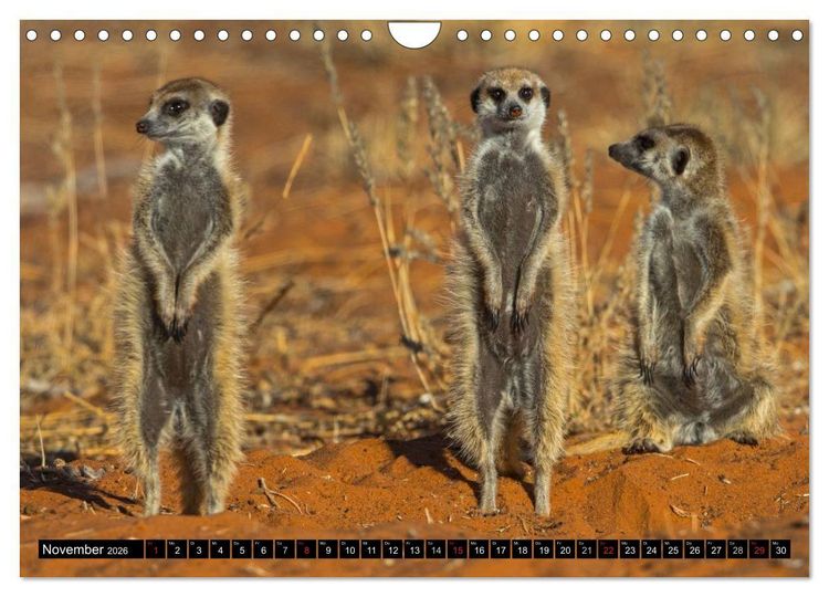 Produktbild: Safari durch das S&uuml;dliche Afrika (Wandkalender 2026 DIN A4 quer), CALVENDO Monatskalender
