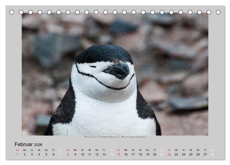 Produktbild: Tierleben in der Antarktis (Tischkalender 2026 DIN A5 quer), CALVENDO Monatskalender